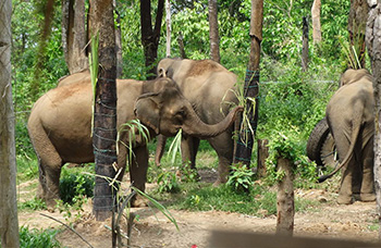 Elephant conservation center