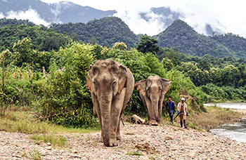 Mandalao éléphants