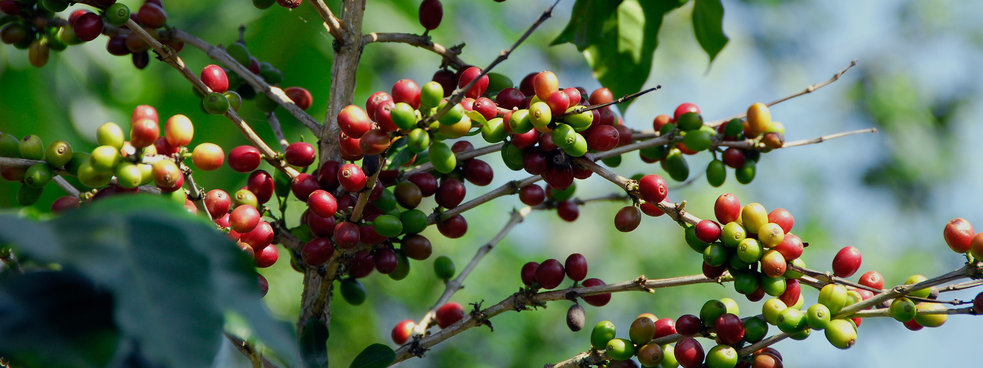 Coffee plantation on the Bolaven Plateau