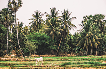 Cambodge