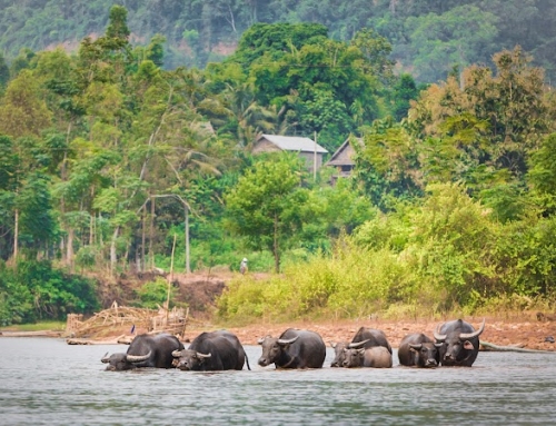 Best Time to Visit Laos: The Complete Guide from a Local Expert